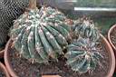 FEROCACTUS LATISPINUS.jpg
